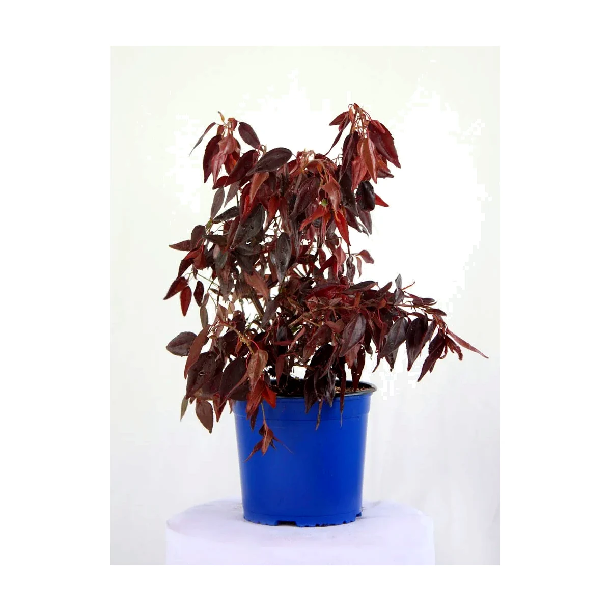 Cuperlay (Cuphea hyssopifolia)