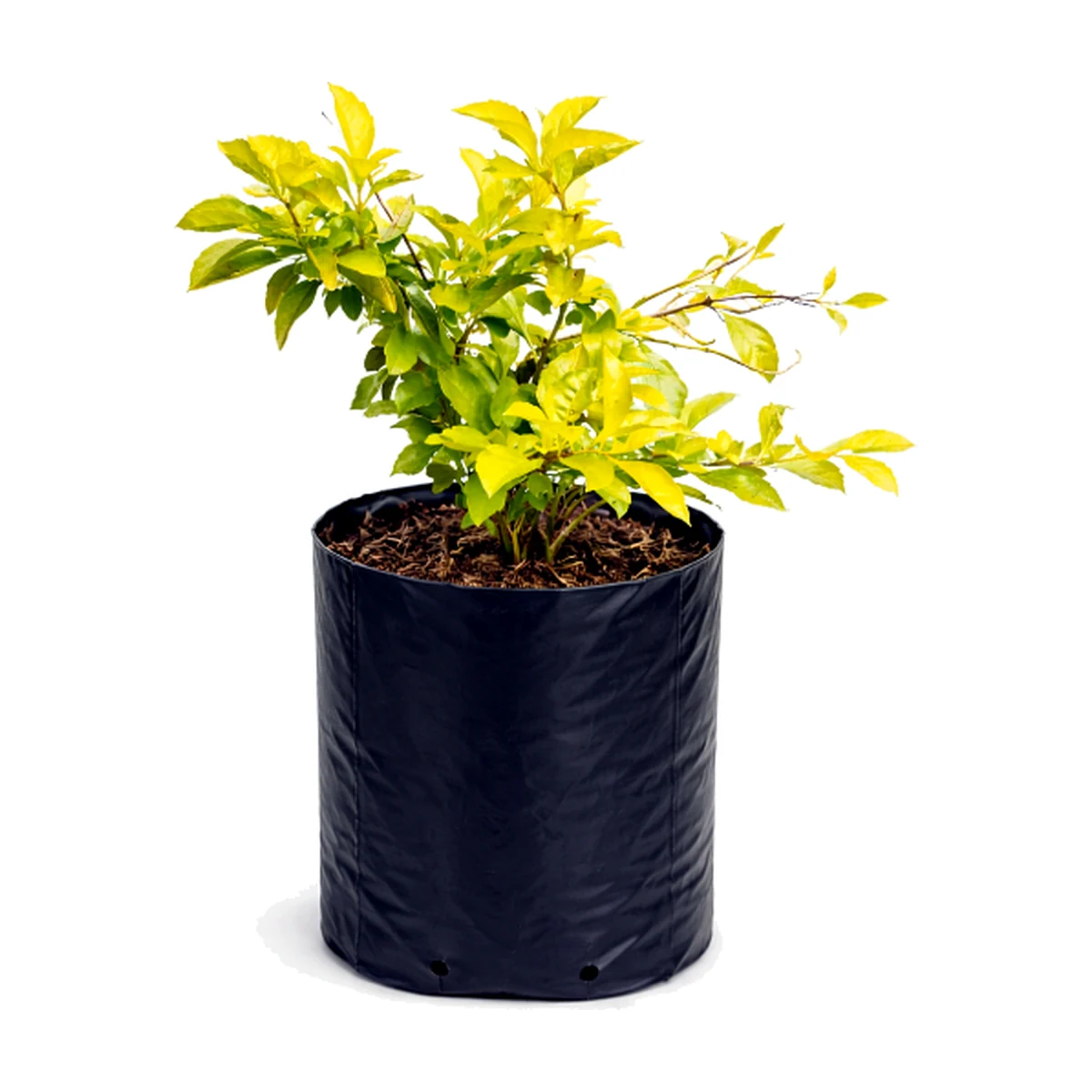 Duranta limón (Duranta erecta 'Sheena's Gold')