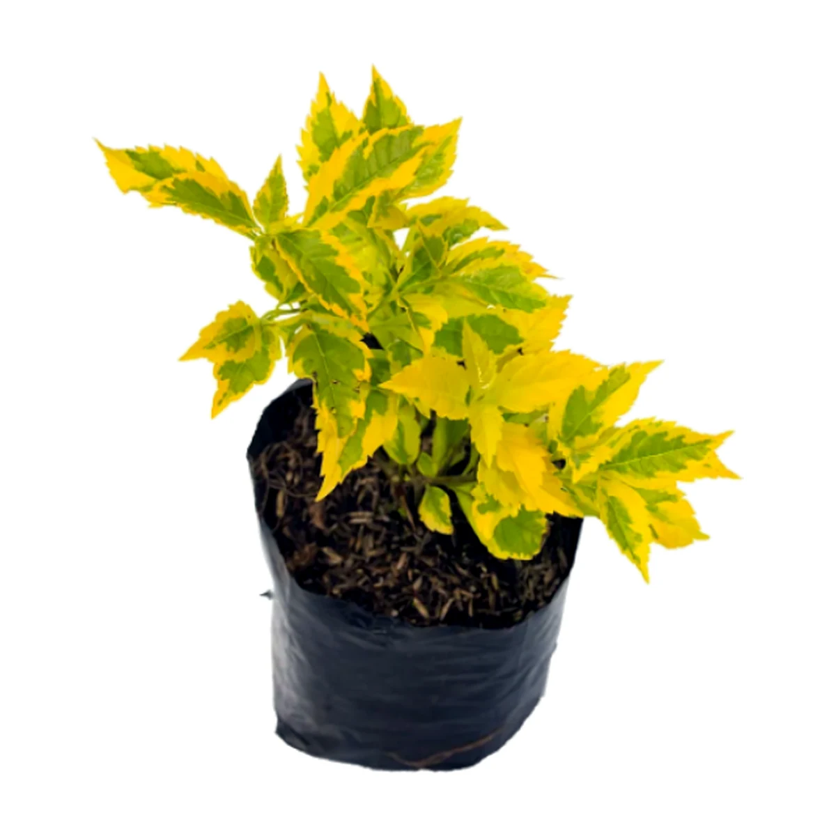 Duranta variagada (Duranta erecta 'Variegata')