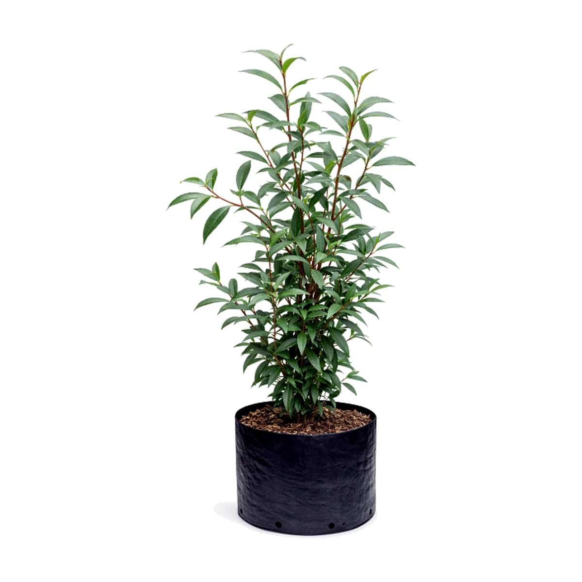 Eugenio B26 (Syzygium paniculatum)