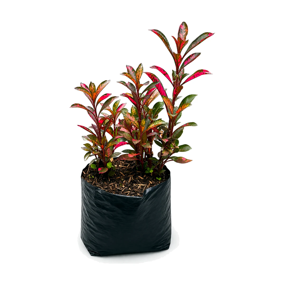 Guardaparque Rojo (Alternanthera brasiliana (confirmar cultivar))