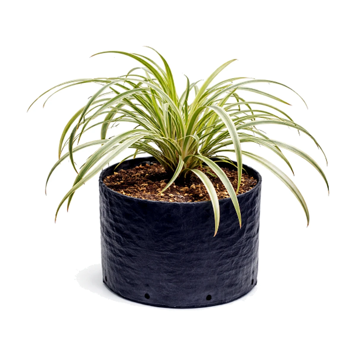 Liriope variagado (Liriope muscari 'Variegata')