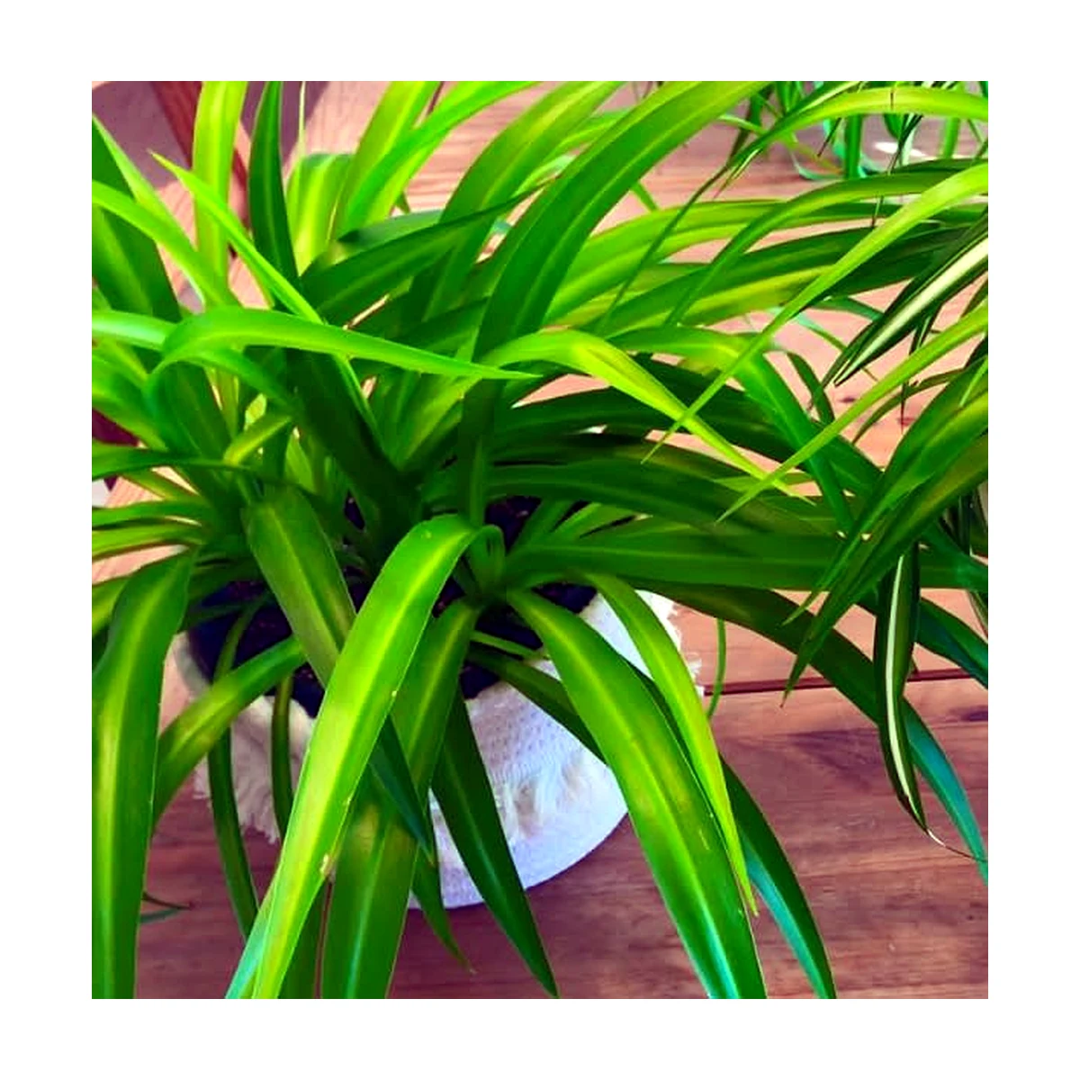 Mala madre verde (Chlorophytum comosum)