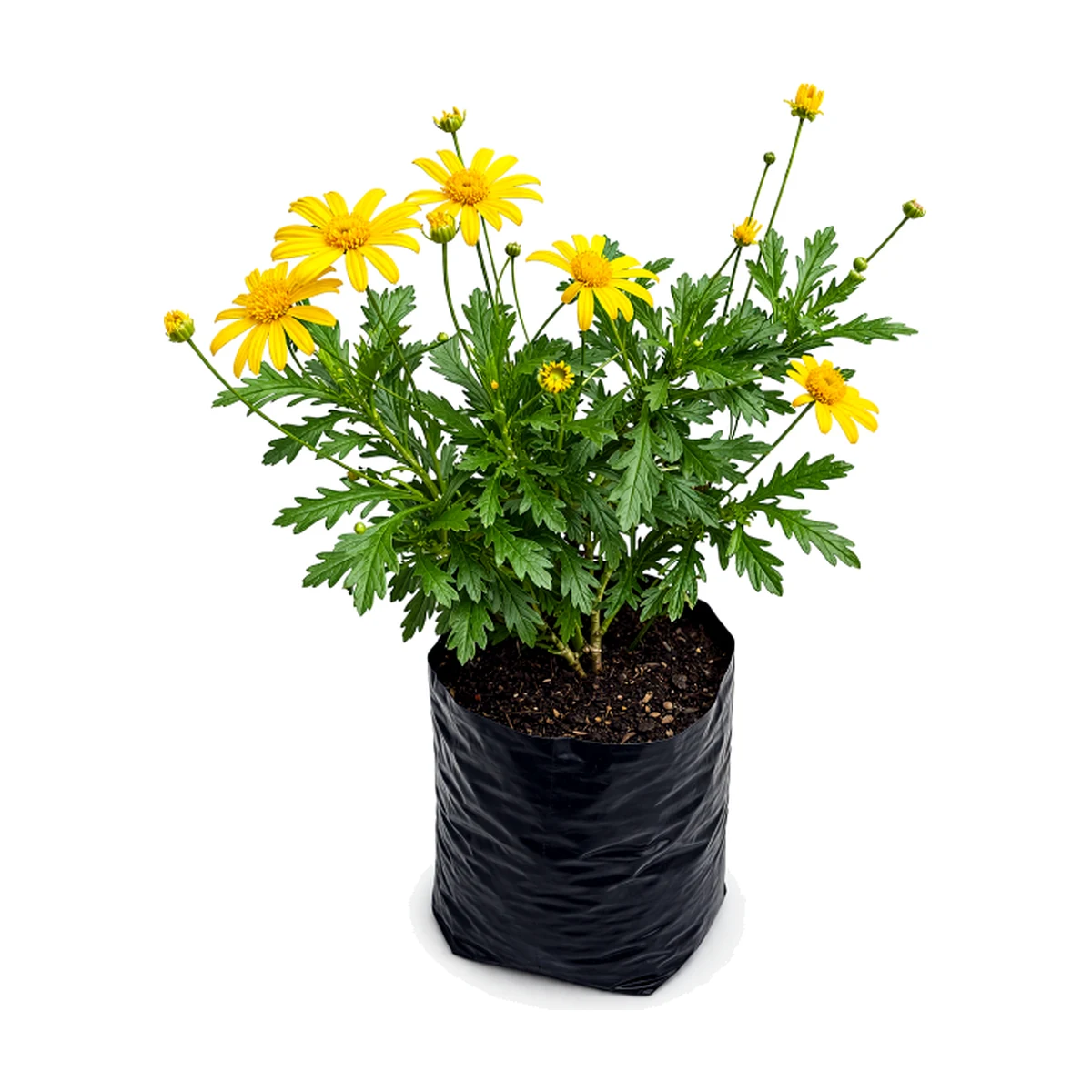 Margarita amarilla (Euryops pectinatus)