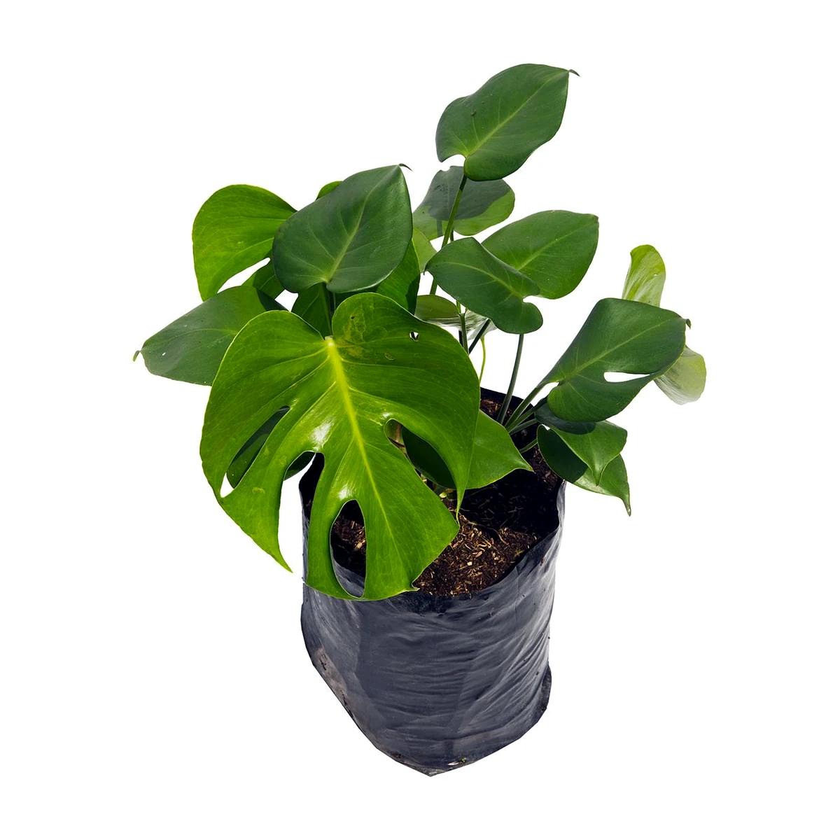 Monstera B26 (Monstera deliciosa)