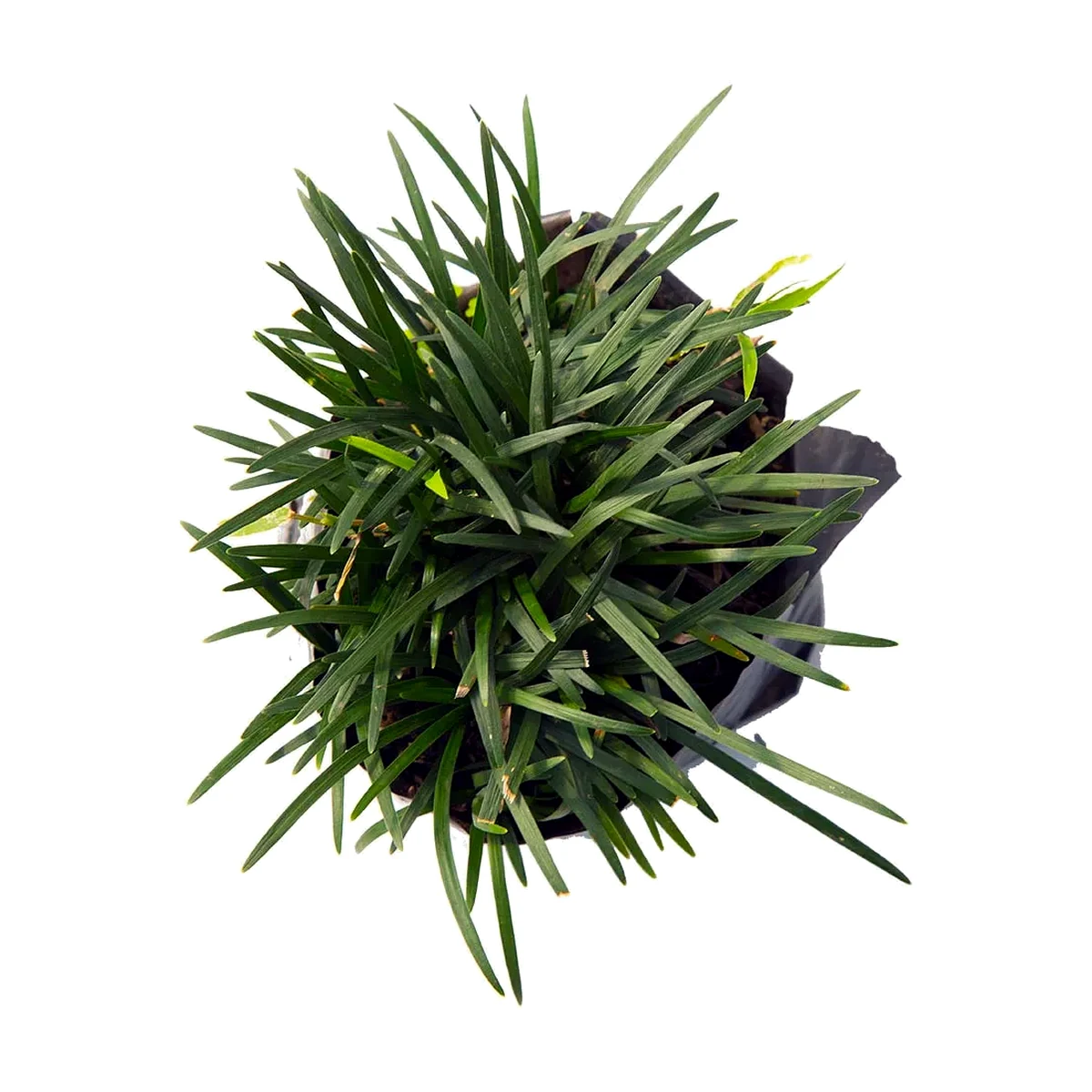 Pasto mundo (Ophiopogon japonicus)