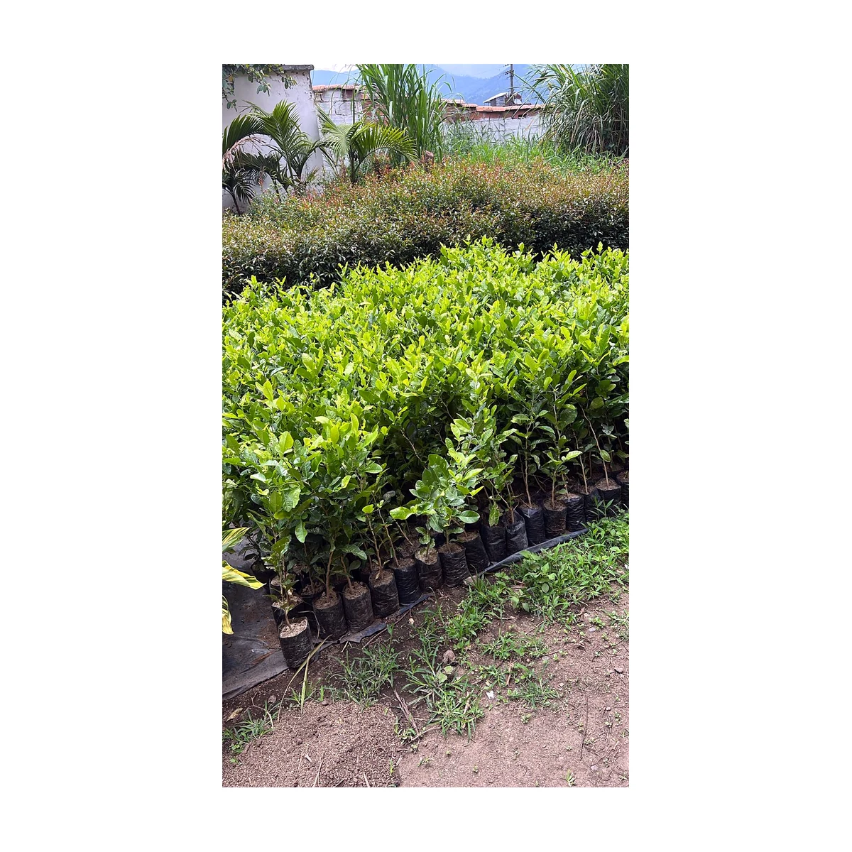Swingla B10 (Swinglea glutinosa)
