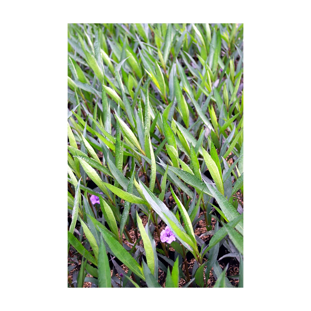 Toscana (Ruellia simplex)