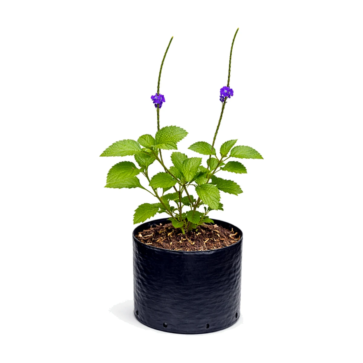 Verbena Morada (Verbena spp.)