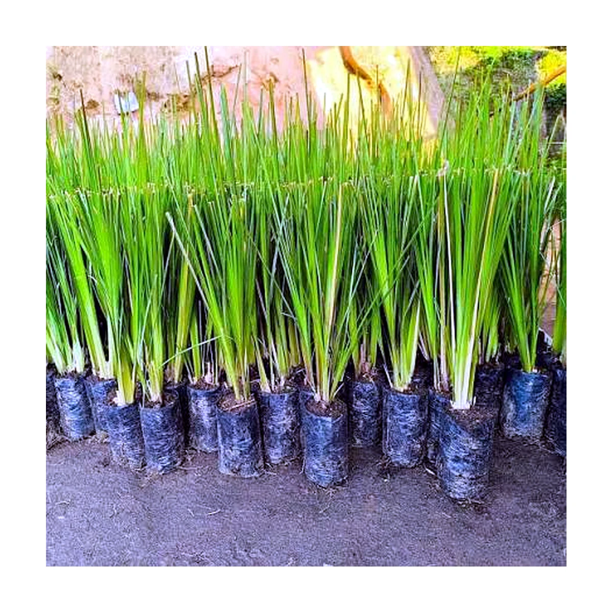 Vetiver (Chrysopogon zizanioides)